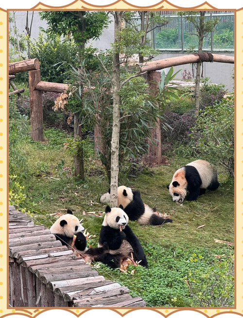 成都动物园和熊猫基地哪个好玩