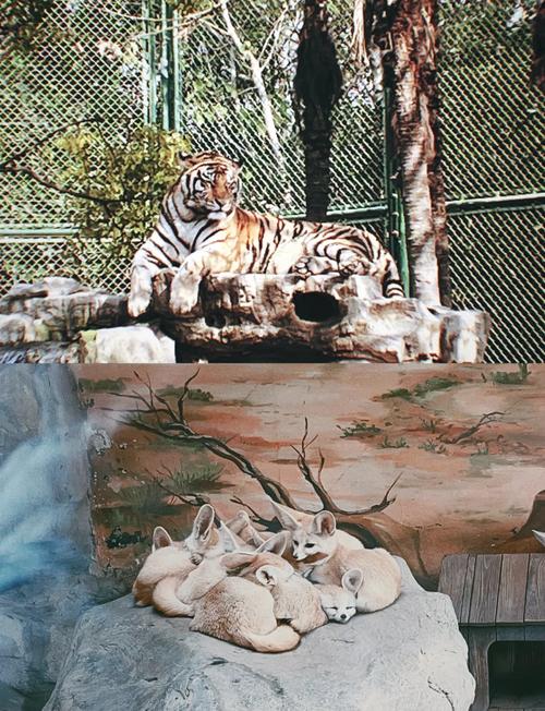 上海野生动物园和上海动物园