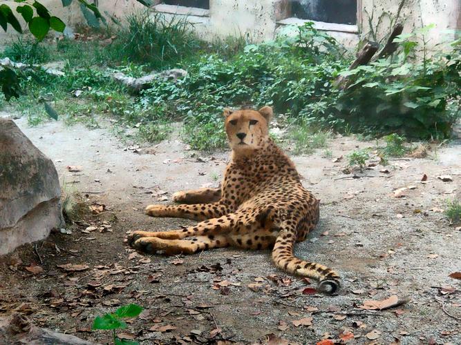 上海野生动物园里面有吃的吗