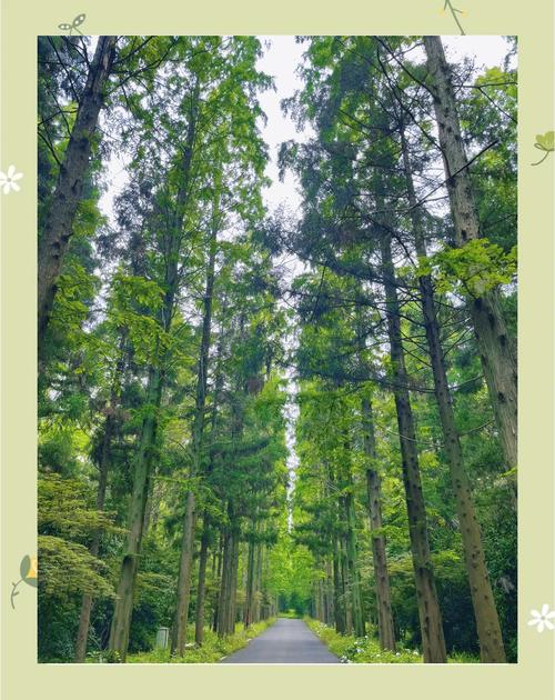 上海崇明岛东平国家森林公园