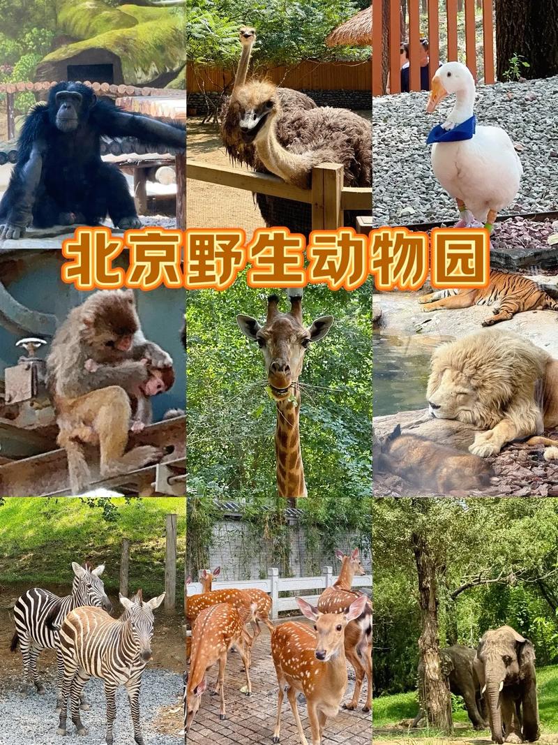 北京野生动物园有哪些动物