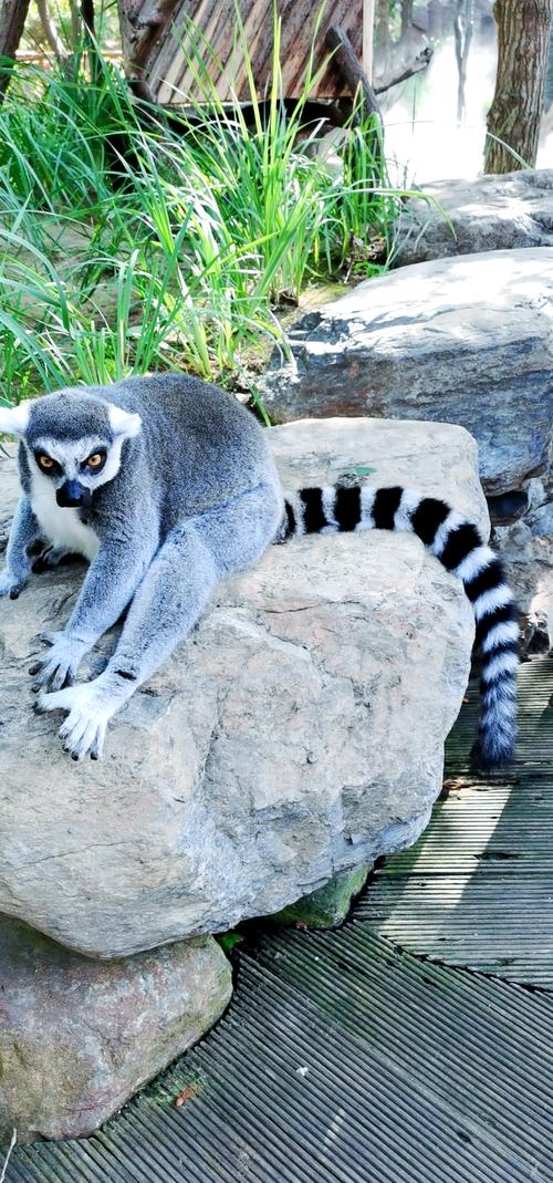 北京野生动物园有哪些动物