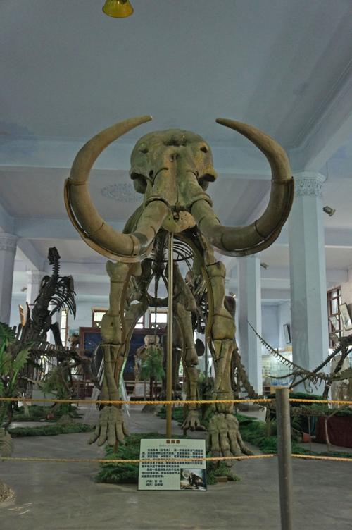 成都理工大学恐龙数字博物馆