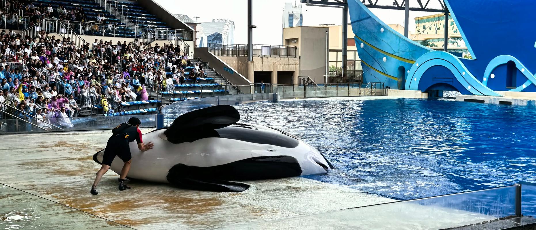 上海海昌海洋公园虎鲸剧场
