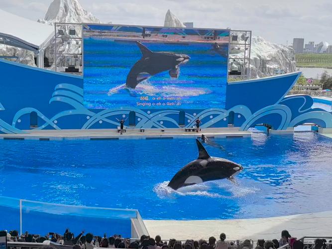 上海海昌海洋公园虎鲸剧场