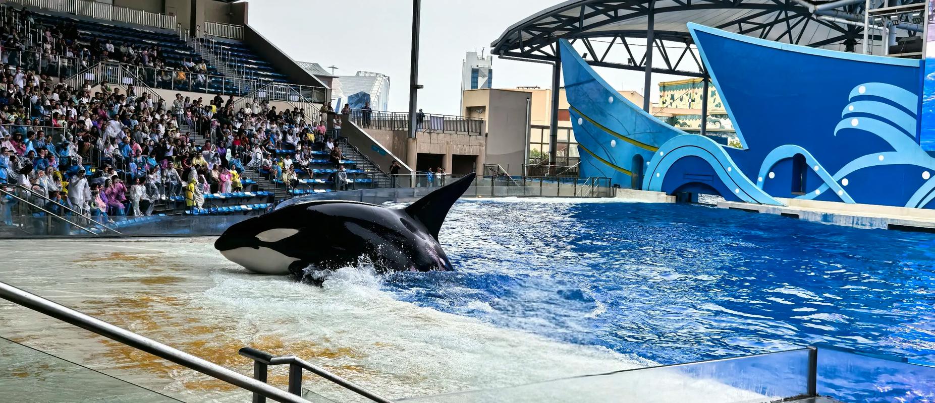 上海海昌海洋公园虎鲸剧场