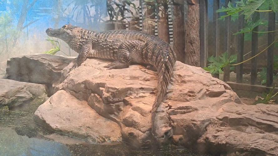 北京动物园两栖爬行动物馆