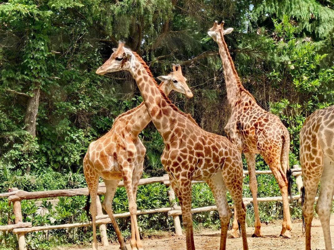 上海野生动物园有什么动物