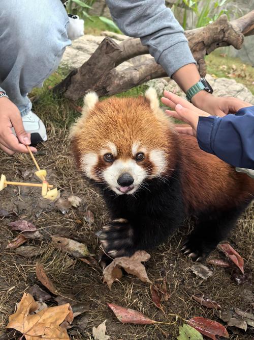 上海野生动物园有哪些动物