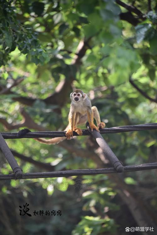 上海野生动物园有哪些动物