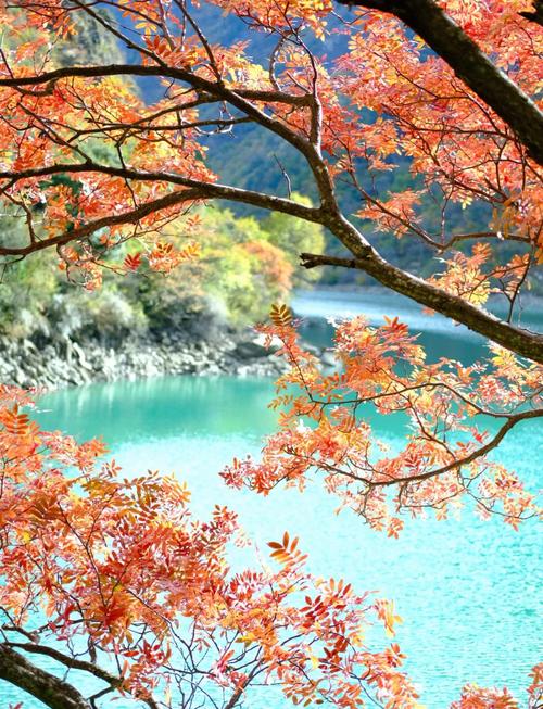 成都最近看红叶的地方有哪些