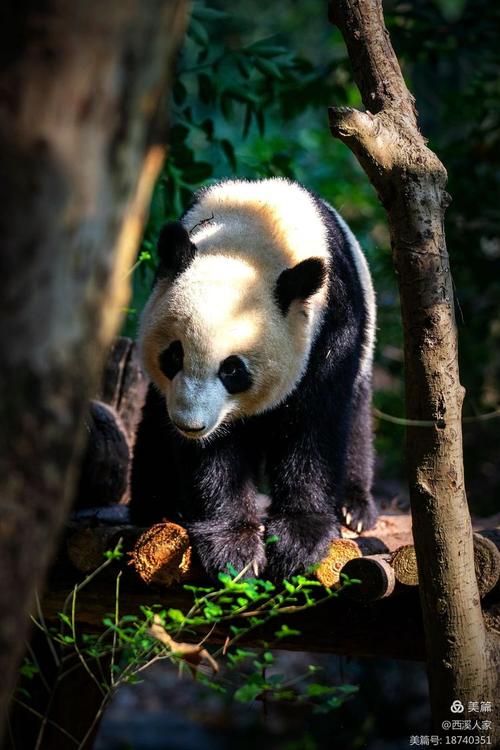 成都大熊猫生态园旅游博物馆