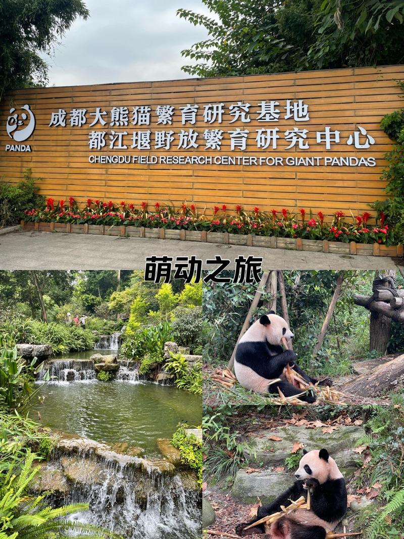 四川成都大熊猫繁育研究基地