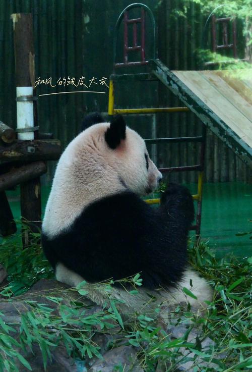 上海野生动物园有熊猫吗