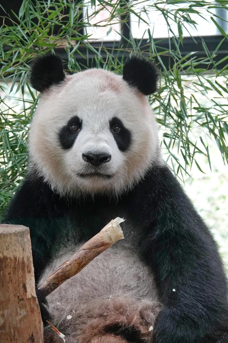 上海野生动物园有熊猫吗