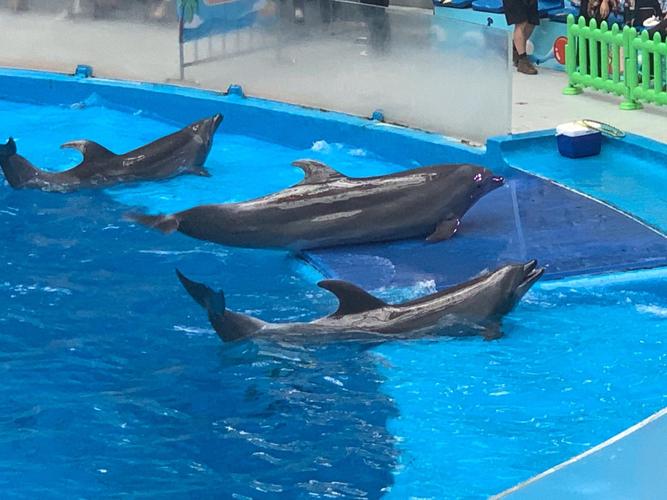 成都华阳海昌极地海洋世界