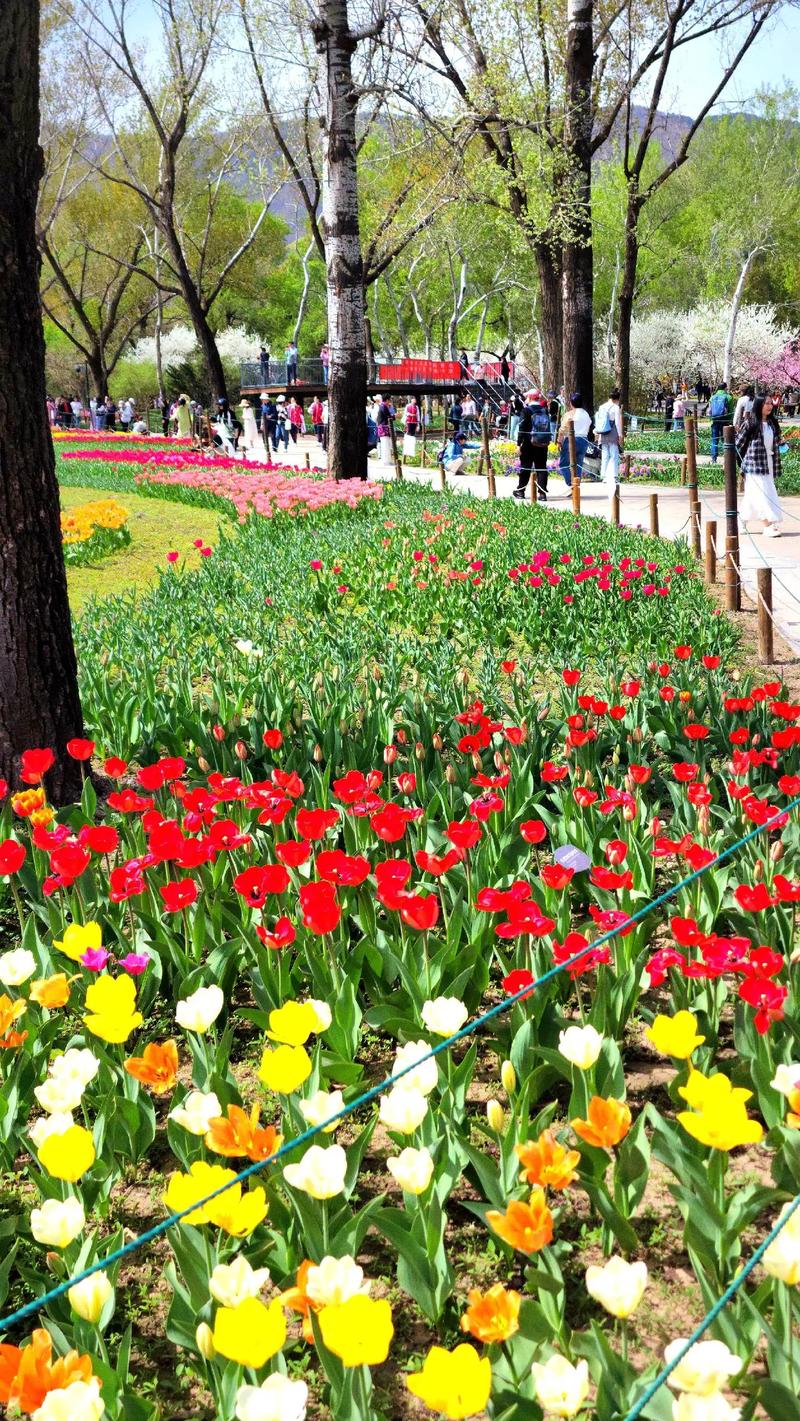 北京植物园里有什么植物