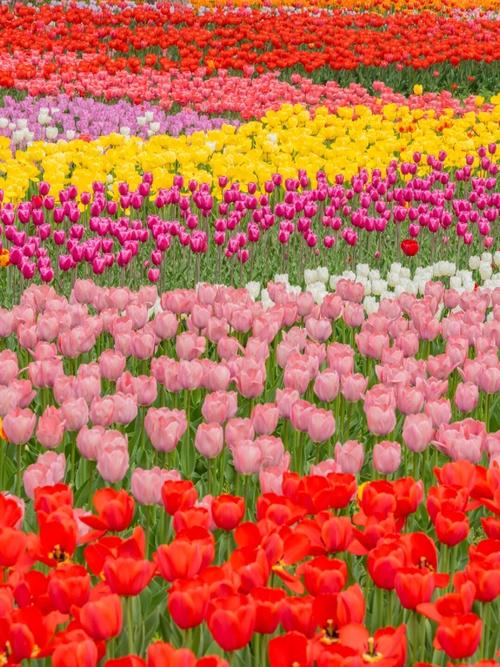 北京植物园里有什么植物