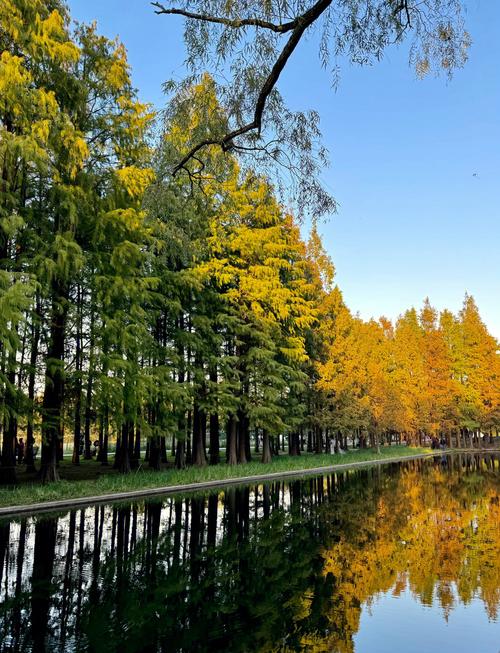 上海共青森林公园怎么去