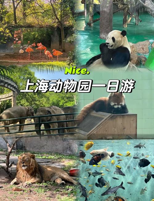 上海野生动物园开放时间