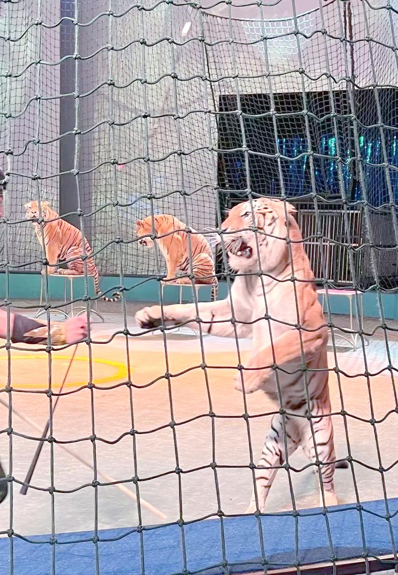 上海野生动物园马戏表演