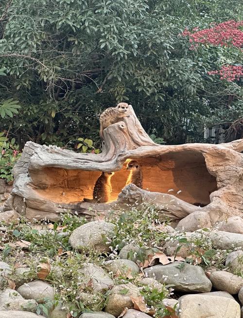 上海野生动物园门票预订