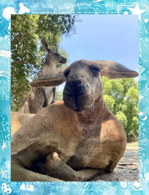 上海野生动物园门票预订
