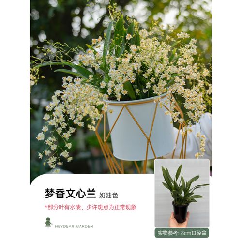 成都海蒂的花园门票多少钱