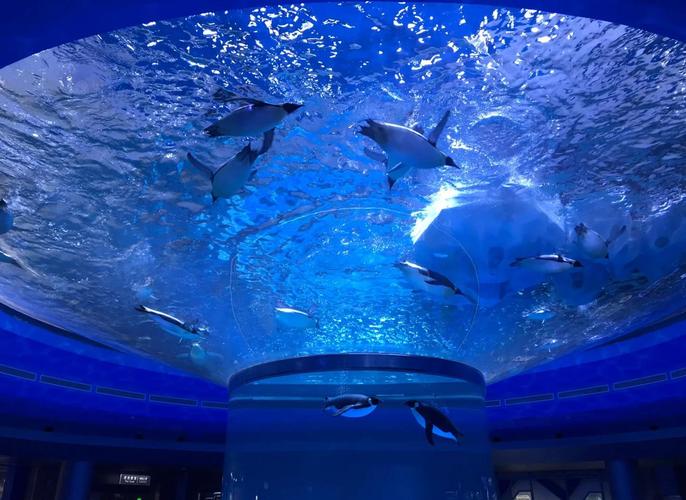 上海海昌海洋公园一日游