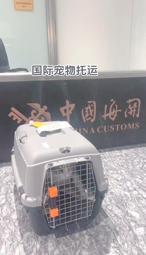 上海宠物托运公司哪家好