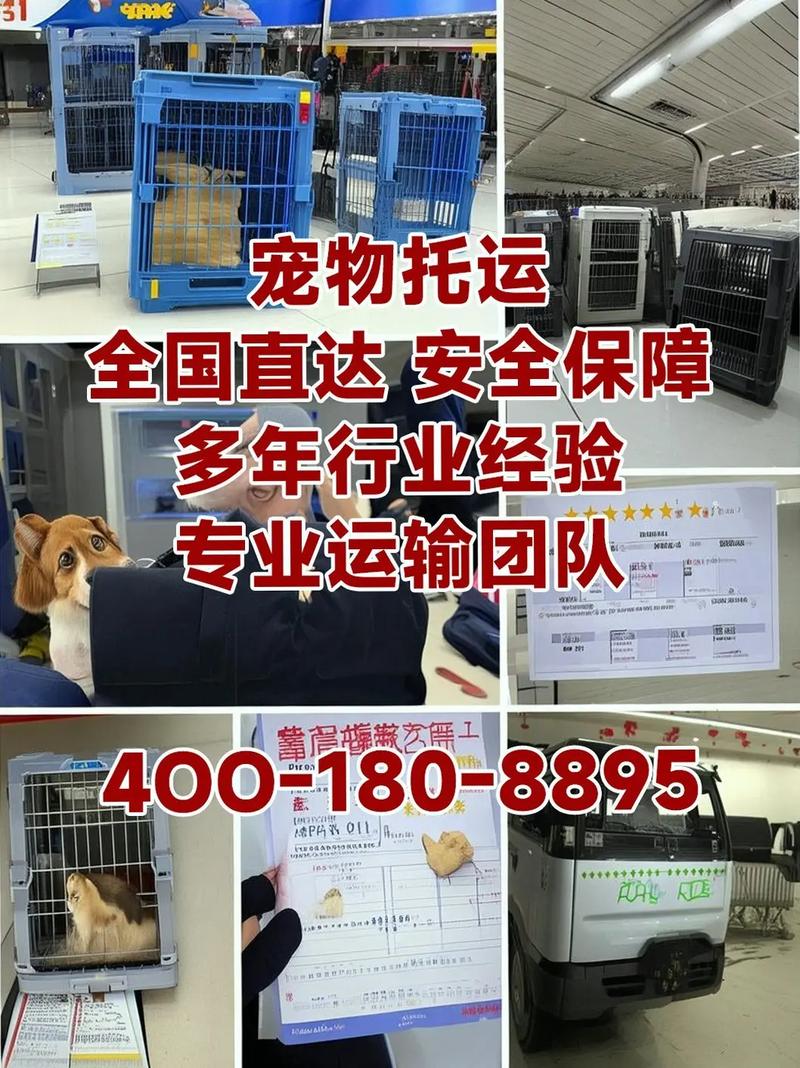 上海宠物托运公司哪家好