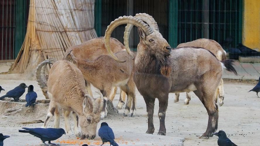 北京动物园都有哪些动物