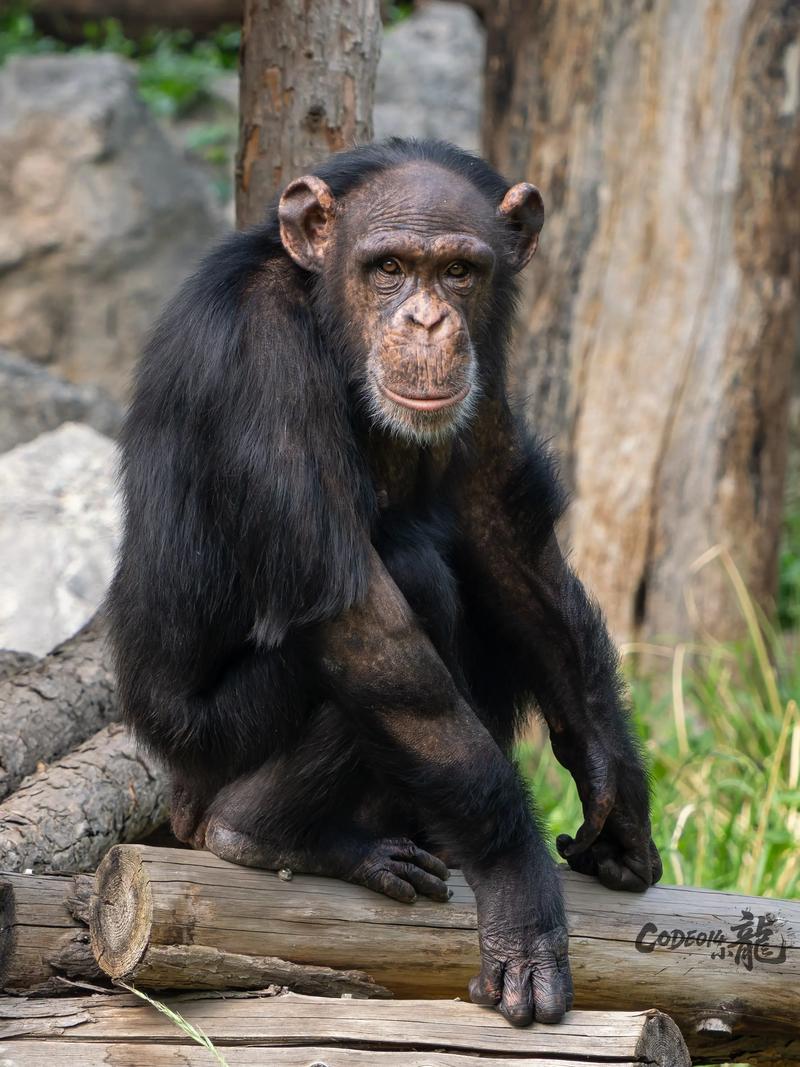 北京动物园都有什么动物