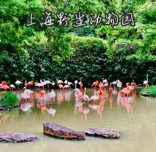 上海野生动物园附近酒店