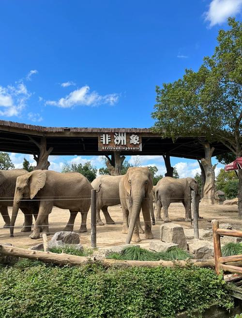 上海野生动物园附近酒店