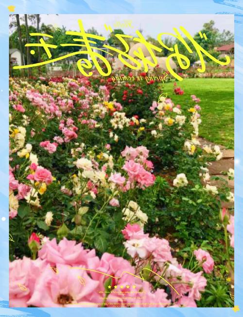 成都玫瑰谷花期是好久时间