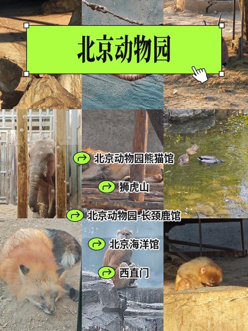 北京动物园时间开放时间