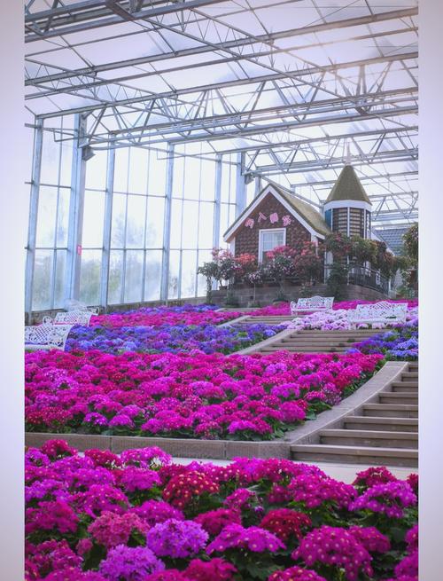 成都新津花舞人间门票多少