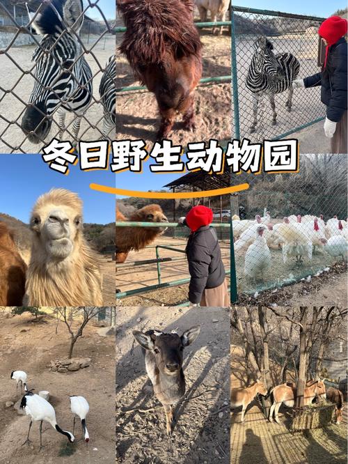 北京八达岭野生动物世界