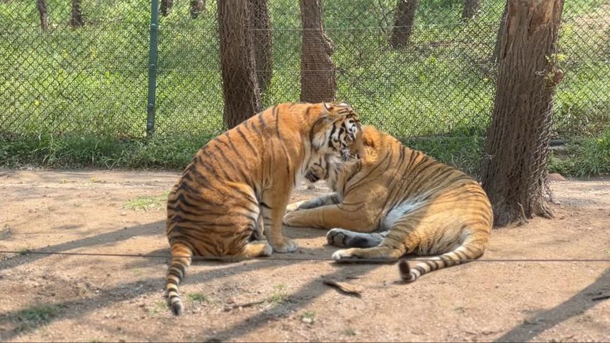 北京八达岭野生动物世界