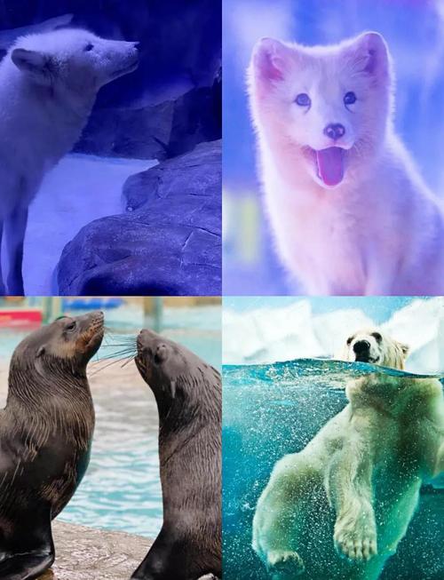 成都极地海洋世界门票团购