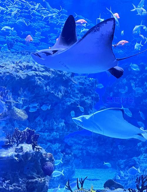 成都海昌极地海洋公园图片