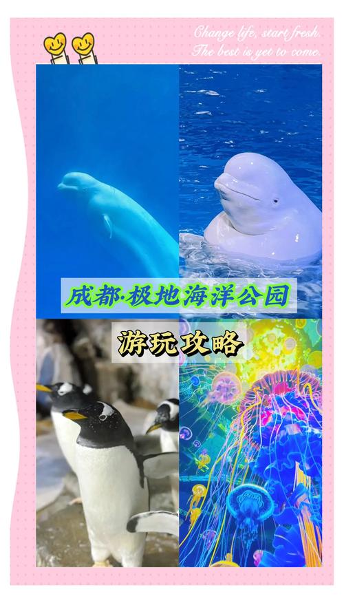 成都极地海洋世界表演时间