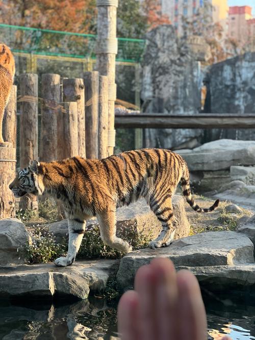 上海野生动物园半天够吗