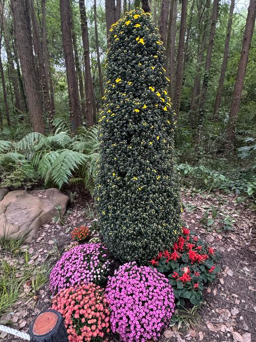 上海共青森林公园菊花展