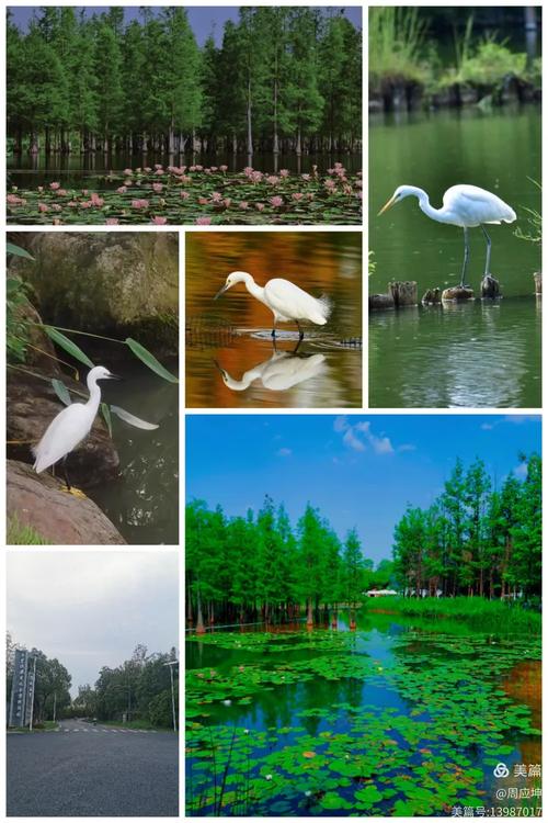 成都三圣乡白鹭湾湿地公园