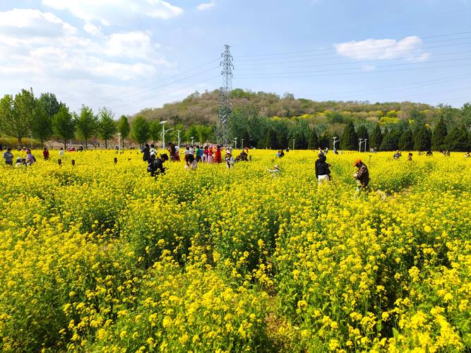 北京哪里可以看油菜花