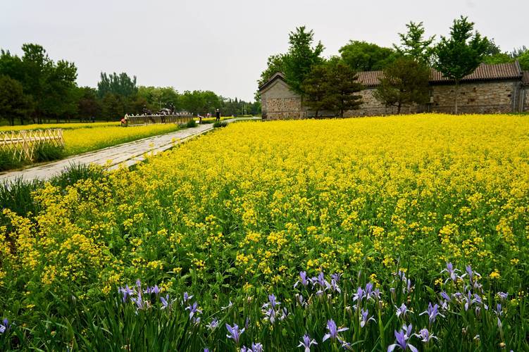 北京哪里可以看油菜花