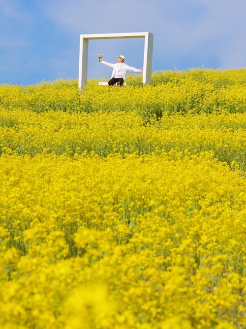 北京哪里可以看油菜花