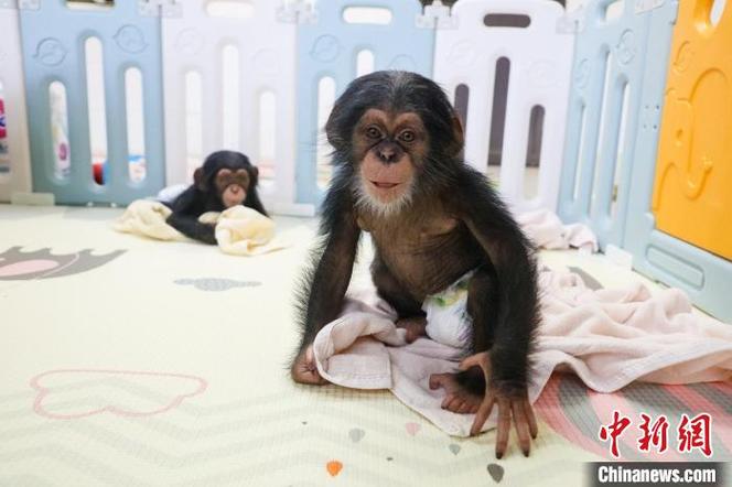 上海动物园的新生猩猩